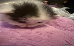 Mixed Breed cats for sale: Mixed breed kittens  - Image 7
