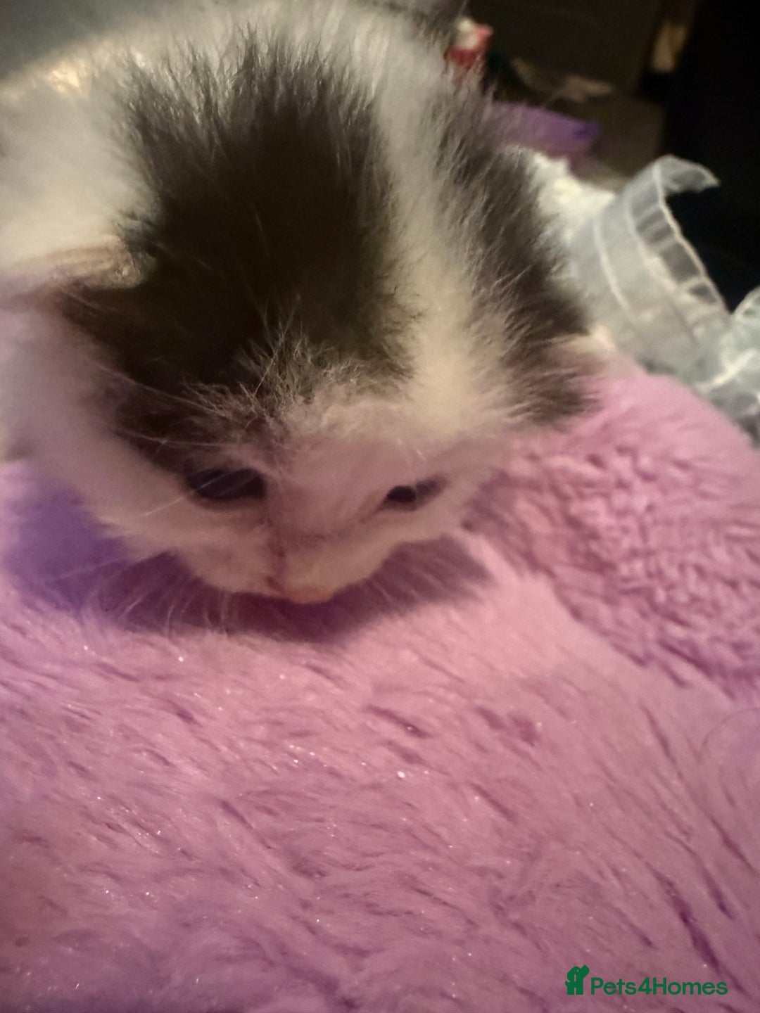 Mixed Breed cats for sale: Mixed breed kittens  - Image 7