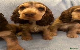 Cocker Spaniel dogs for sale: ADORABLE KC REG SHOW TYPE COCKER SPANIEL PUPPIES - Image 28