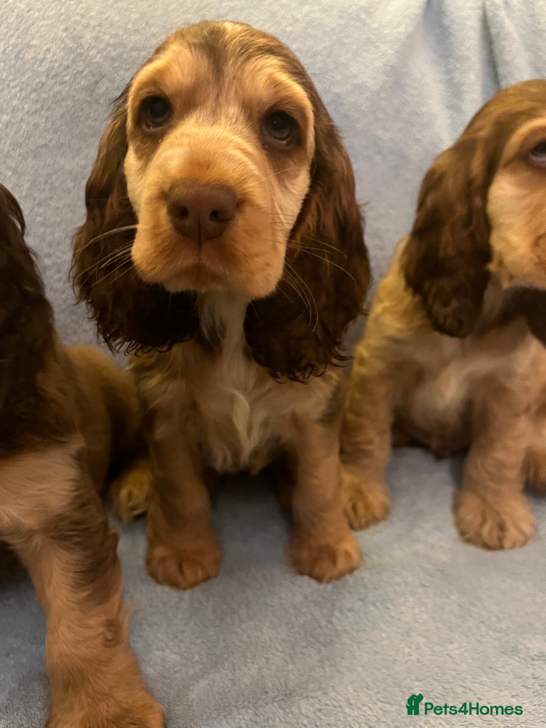 Cocker Spaniel dogs for sale: ADORABLE KC REG SHOW TYPE COCKER SPANIEL PUPPIES - Image 28
