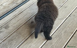Mixed Breed cats for sale: Ready for forever homes NOW - Image 11