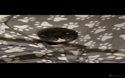 British Shorthair cats for sale: Lovely kittens  - Image 25