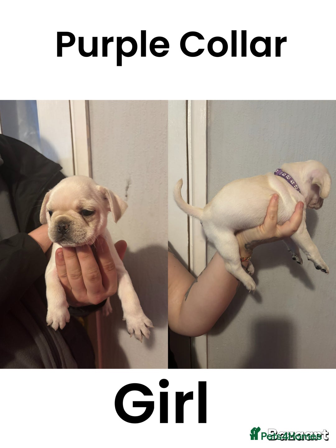 Frug dogs for sale: Frug Puppies For sale - Advert 6
