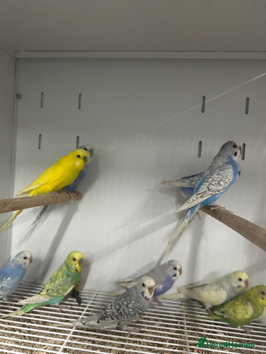 Budgerigars birds for sale: Various Stunning Mixed Baby Budgies  - Advert 3