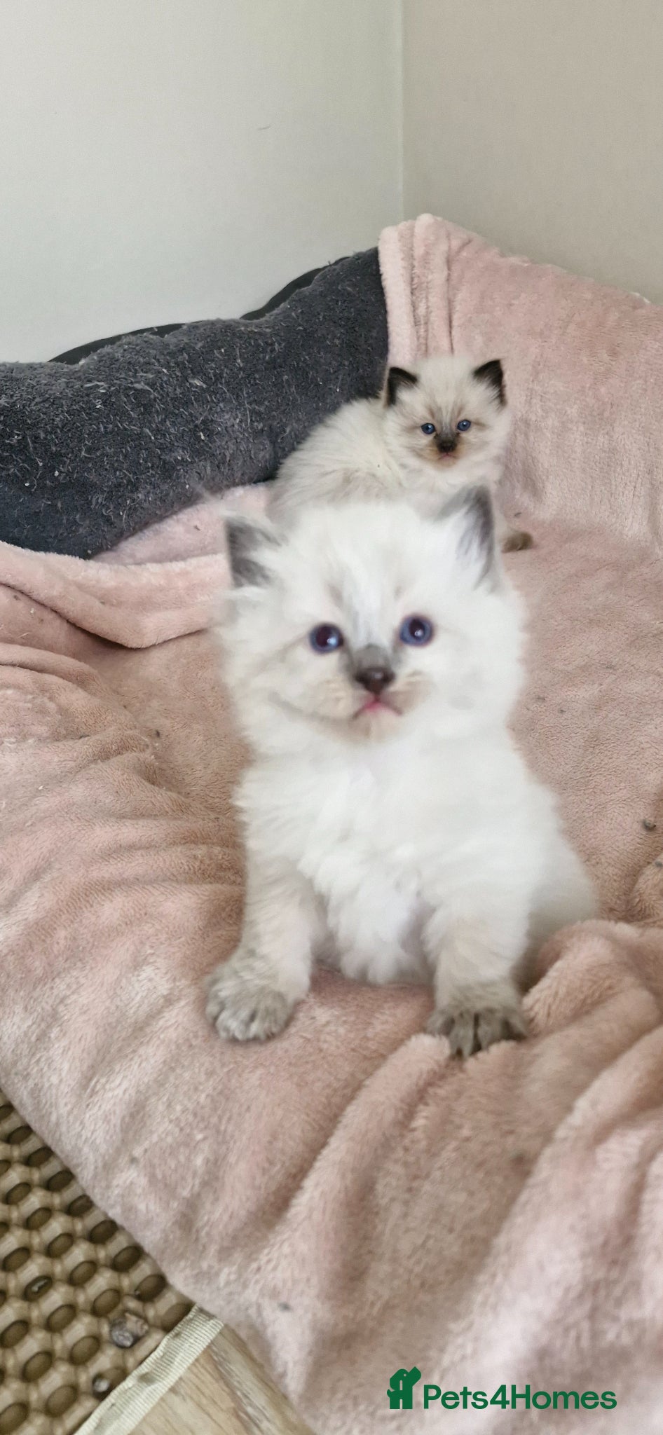 Ragdoll cats One girl left. Ready 2nd June  - Advert 15