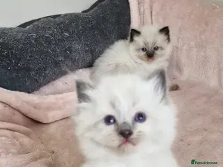 Ragdoll cats One girl left. Ready 2nd June - Advert 15