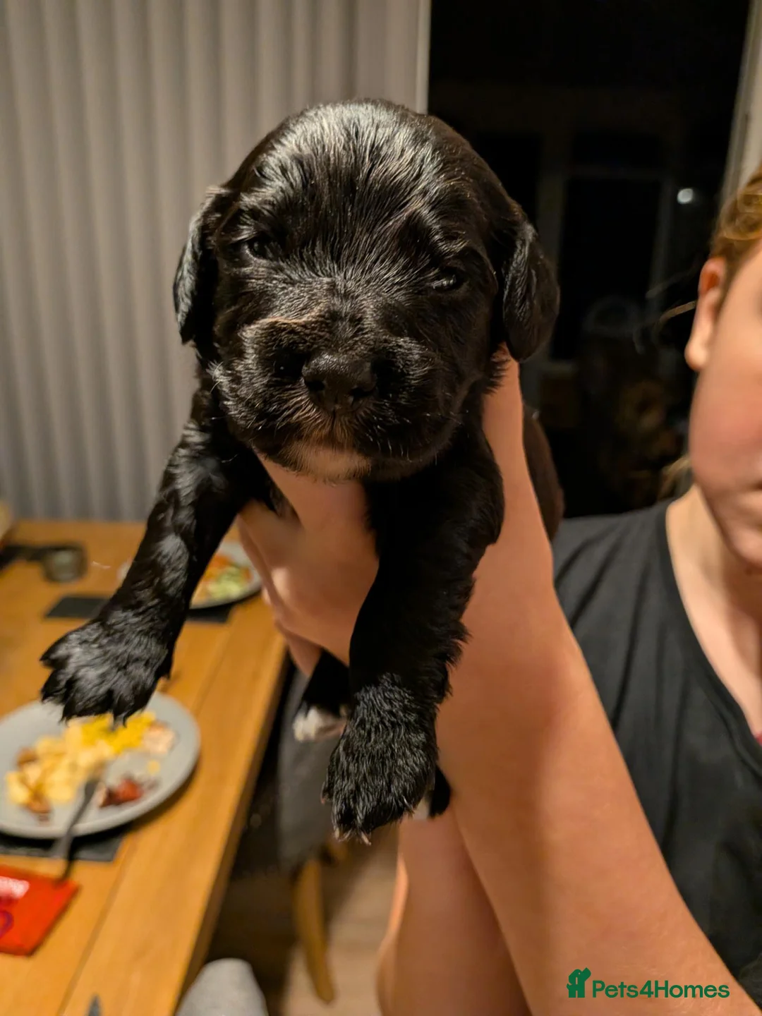 Cocker Spaniel dogs for sale: Cocker Spaniels  - Advert 6