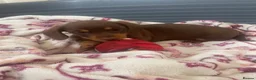 Dachshund dogs for sale: 5 lovely dachshund pups - Advert 18