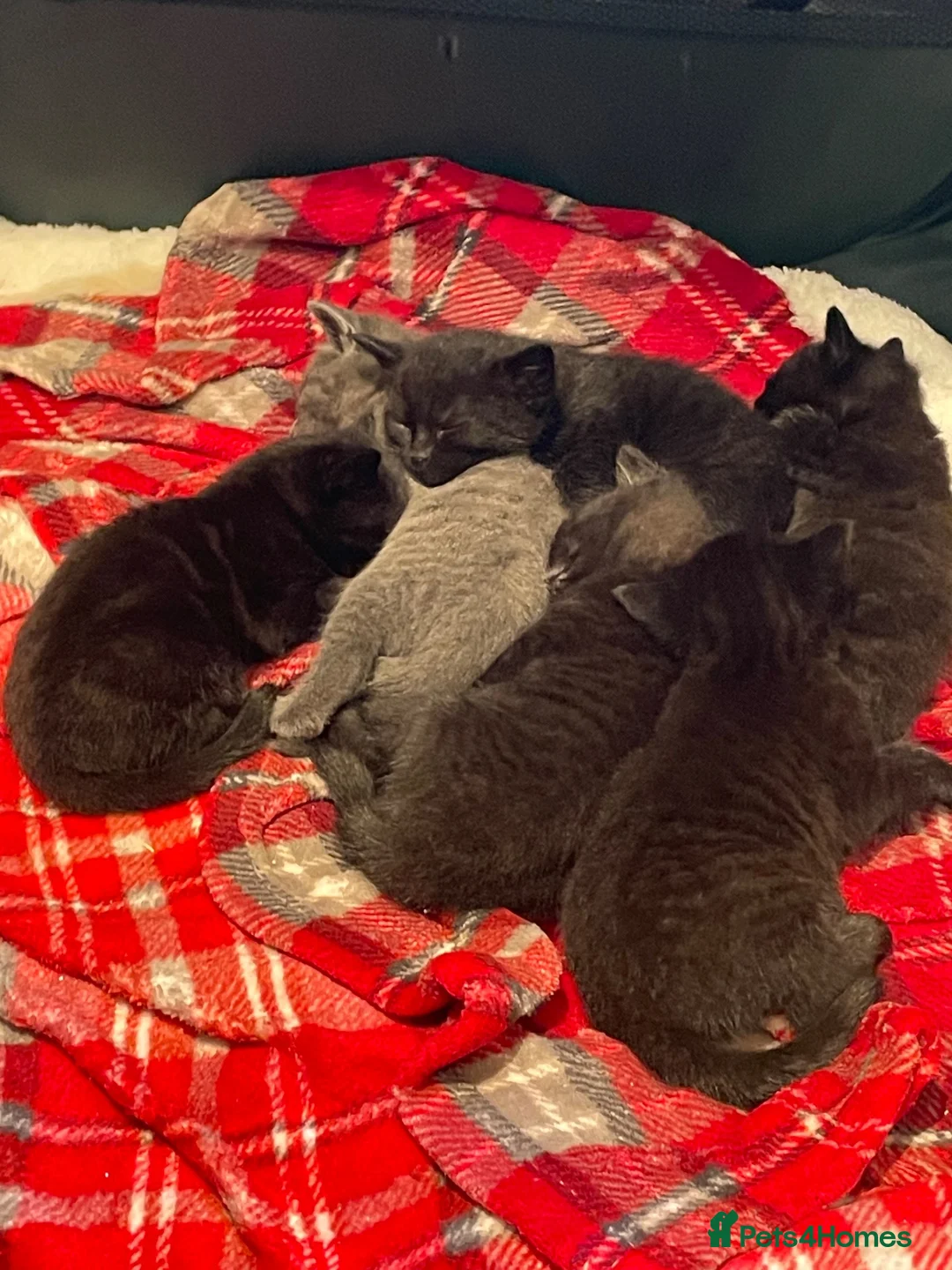Mixed Breed cats for sale: Kittens for sale  - Advert 1