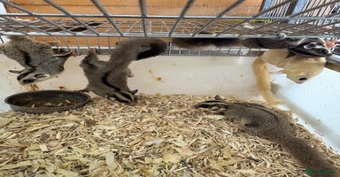 Sugar Glider rodents - Advert 2