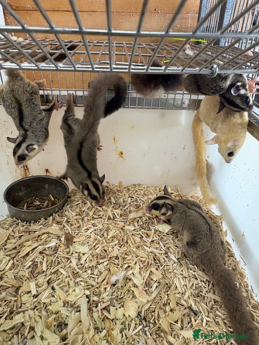 Sugar Glider rodents for sale: Lots of stunning sugar gliders  - Image 3