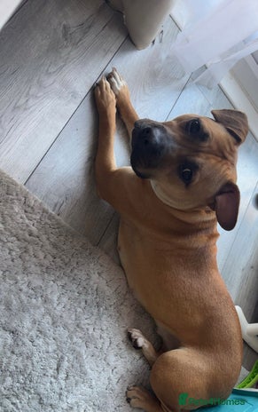 Staffordshire Bull Terrier dogs Staff pup - Advert 3