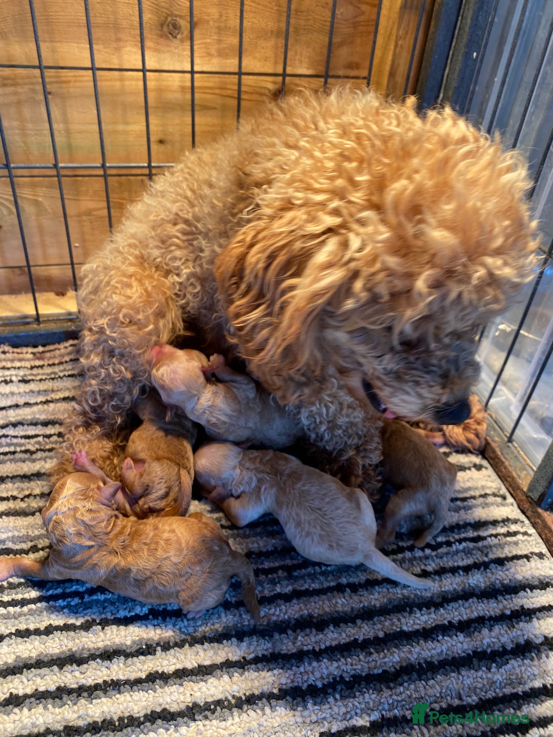 Toy Poodle dogs for sale: Kc toy poodle red boys - Image 16