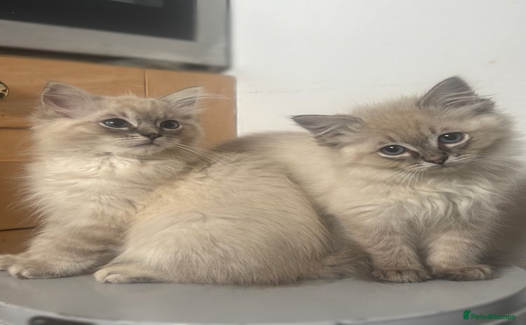 Ragdoll cats - Advert 7