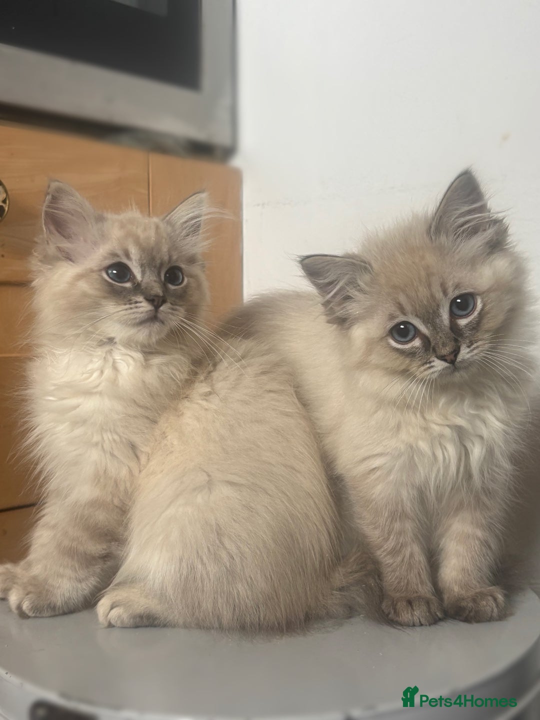 Ragdoll cats for sale: Champion bloodlines Ready for their loving homes - Image 1