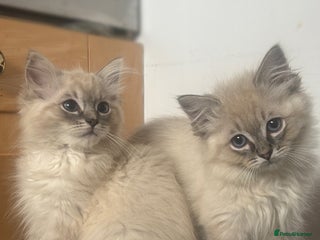 Ragdoll cats - Advert 31