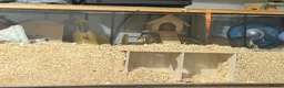 Hamster rodents for sale: Dwarf hamster with setup  - Advert 1