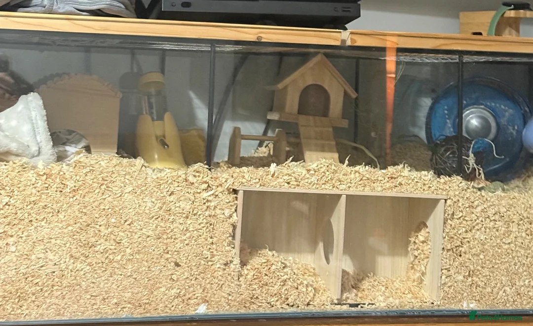 Hamster rodents for sale: Dwarf hamster with setup  - Advert 1