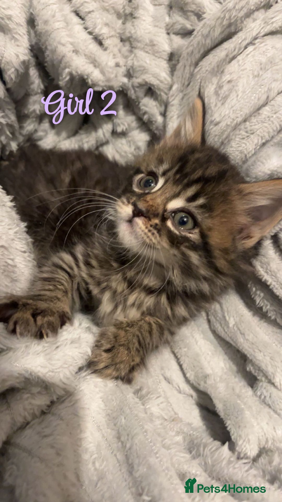 Mixed Breed cats for sale: MAINECOON X KITTENS FOR SALE 🩵🩷 - Advert 6