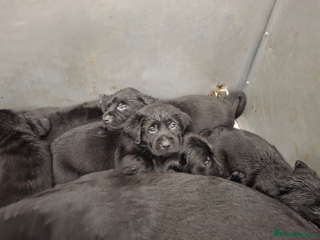 Labrador Retriever dogs for sale: KC Registered Health Tested Labrador puppies - Advert 2