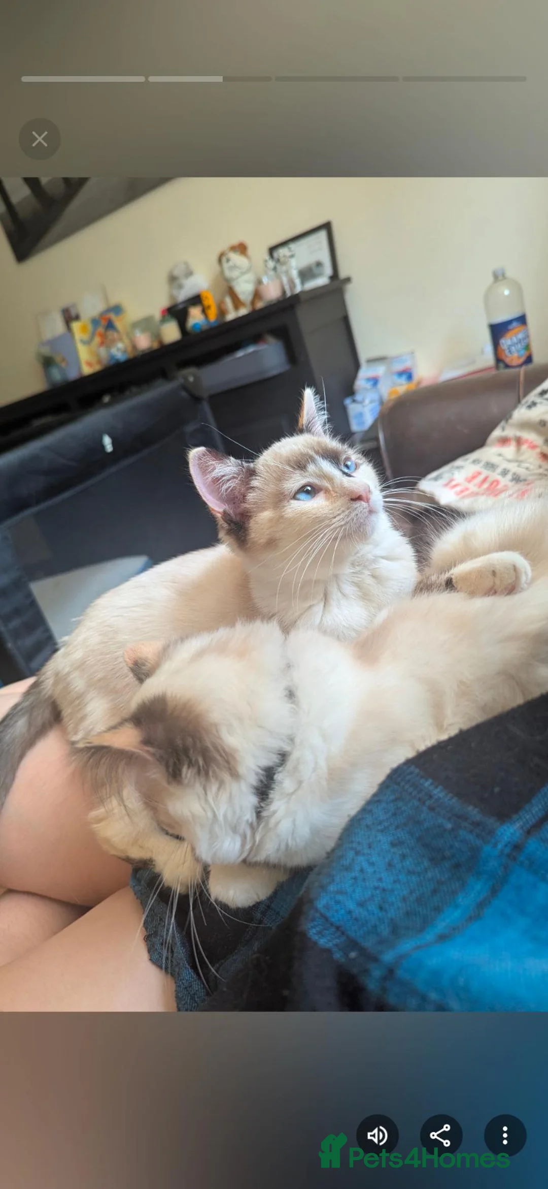 Ragdoll cats for sale: Ragdoll cross callico  in Daventry - Advert 1