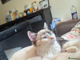 Ragdoll cats Ragdoll cross callico - Advert 1