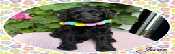 Labradoodle dogs for sale: 💐CAN STAY FOR HOLIDAYS💐RARE OPPORTUNITY💐 - Advert 20
