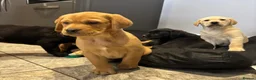 Labrador Retriever dogs for sale: Labrador puppies in Bishop Auckland - Advert 7