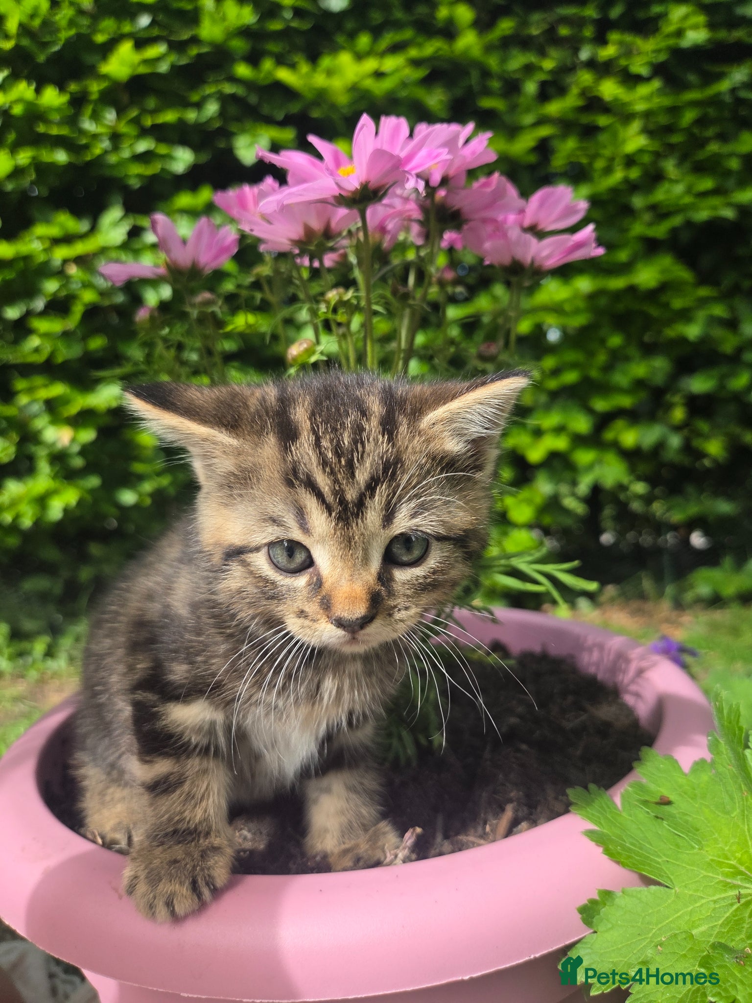 Persian cats for sale: Persian Cross tabby kittens for sale  in Warminster - Advert 30