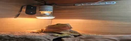 Bearded Dragon reptiles for sale: Bearded Dragon with Complete Vivarium Setup in Barnet - Advert 10