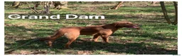 Labrador Retriever dogs for sale: *READY NOW* Stunning KC girls, tested&many FTCH/Ws - Advert 29