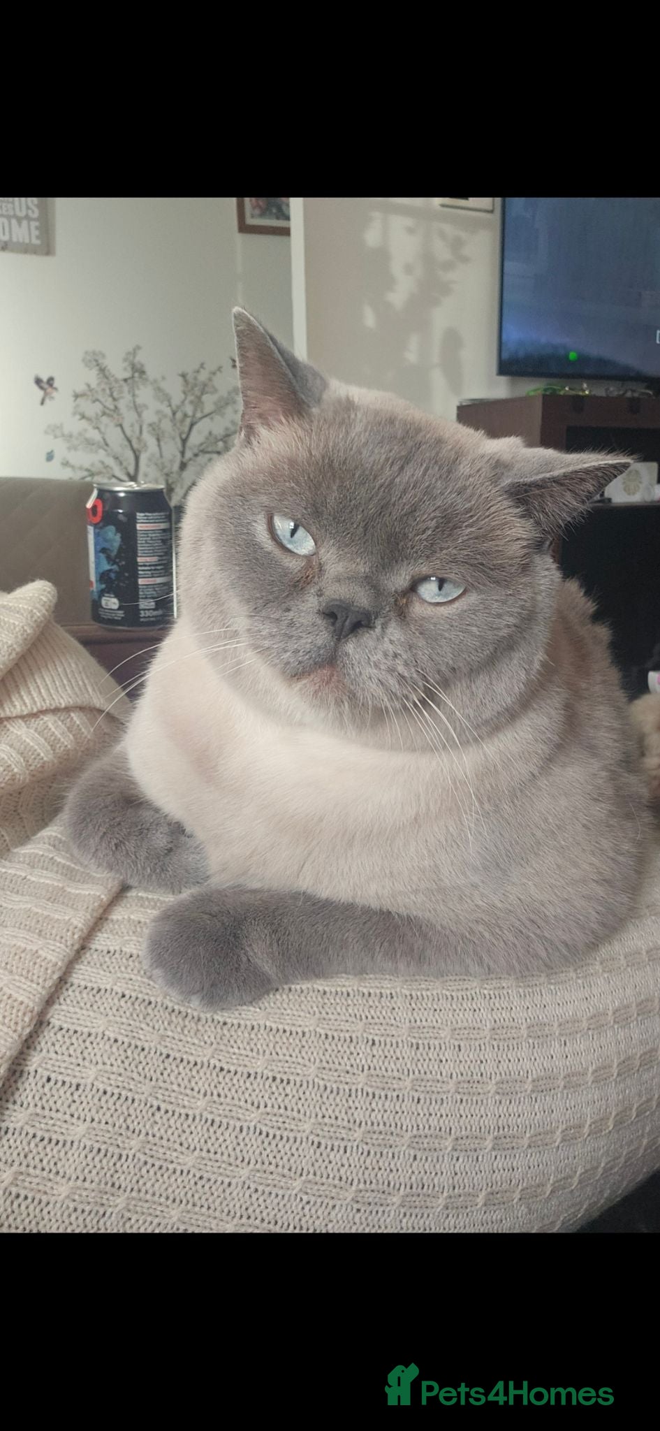 British Shorthair cats Male British Short hair  - Advert 6