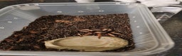 Tarantulas invertebrates for sale: Juvenile mexican fire leg for sale - Advert 4