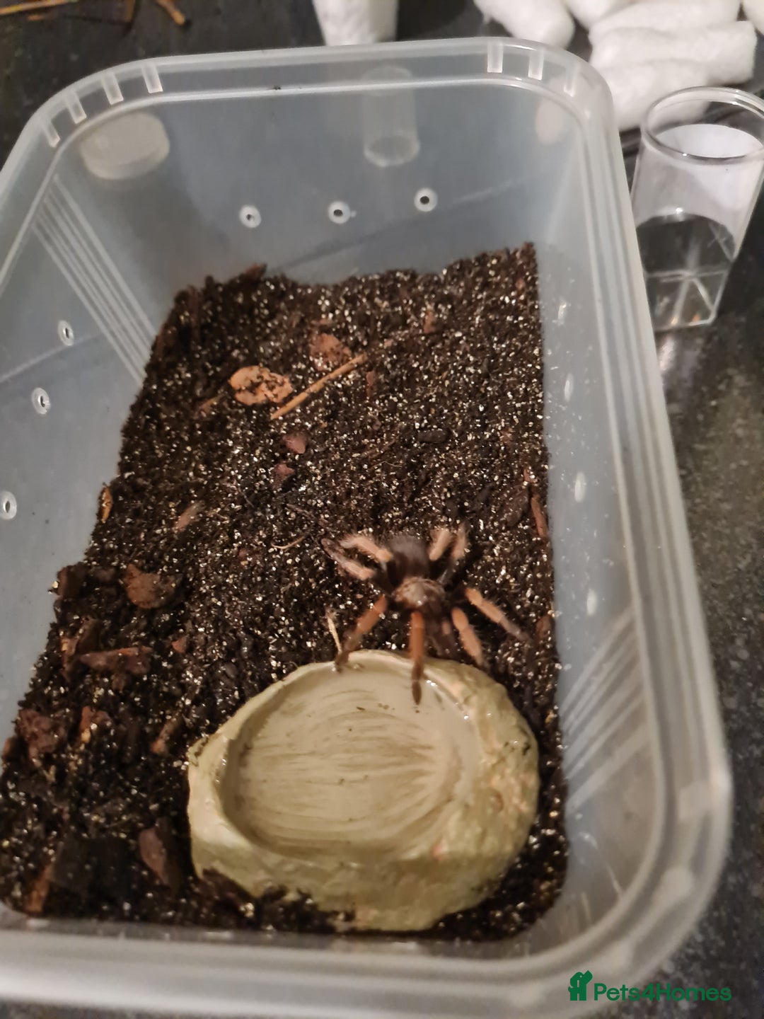 Tarantulas invertebrates for sale: Juvenile mexican fire leg for sale - Advert 4