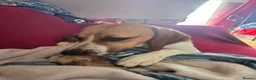 Mixed Breed dogs for sale: Amazing loyal beagle - Advert 12