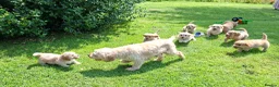 Cavapoochon dogs for sale: Gorgeous Cavapoochon Puppies  - Advert 20