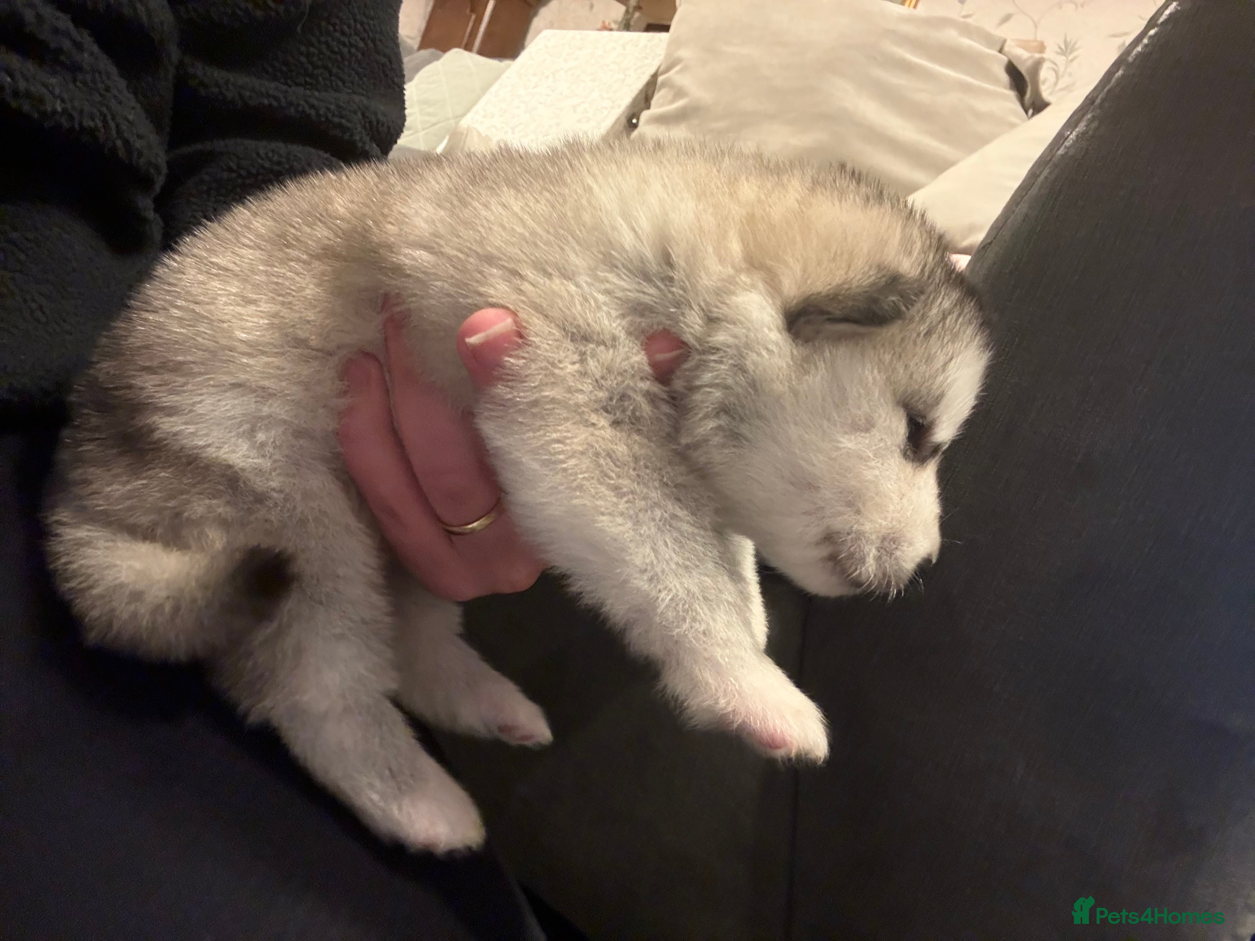 Alaskan Malamute dogs for sale: K.C Registered Quality Alaskan Malamute Puppies - Advert 19