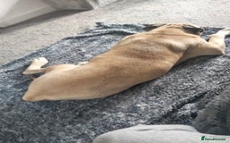 Mixed Breed dogs for sale: AMERICAN BULLDOG MIX FOR SALE ASAP - Image 7