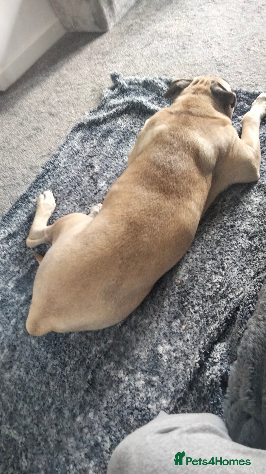 Mixed Breed dogs for sale: AMERICAN BULLDOG MIX FOR SALE ASAP - Image 7