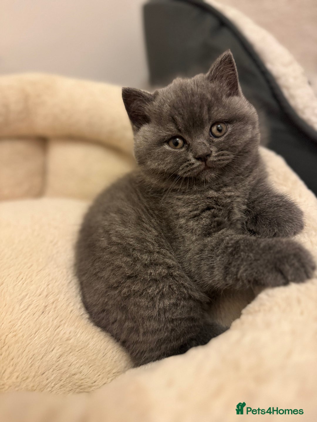 British Shorthair cats for sale: British Shorthair Blue 3 Girls GCCF registered  - Advert 15