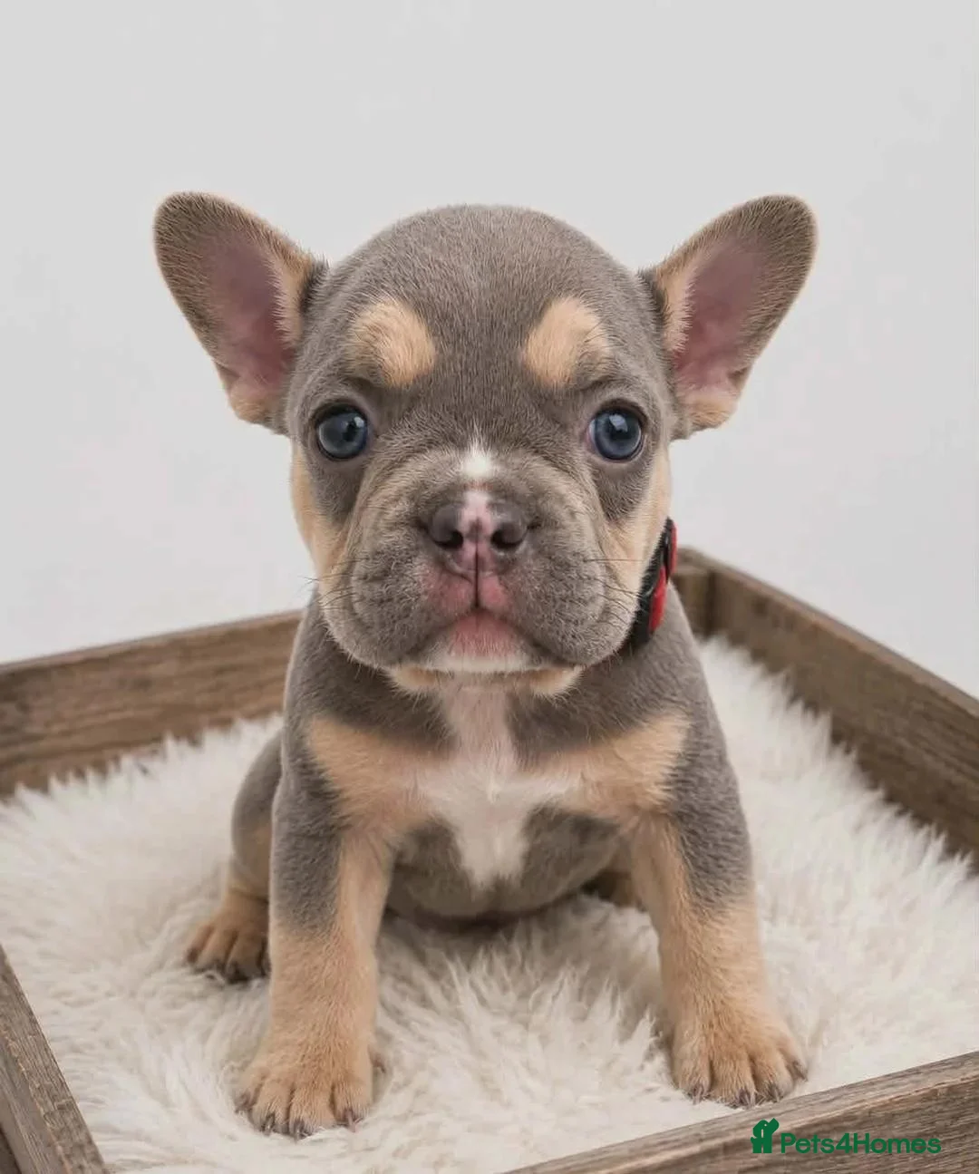 French Bulldog dogs for sale: Gorgeous French Bulldog Puppies - 3 Boys & 4 Girls in Doncaster - Advert 2