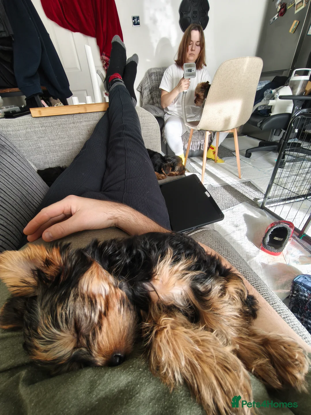 Yorkshire Terrier dogs for sale: Yorkshire Terrier–microchipped,vaccine,vet checked - Advert 4