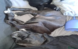 Mixed Breed dogs for sale: Beautiful litter of spaniel Cross  - Image 10
