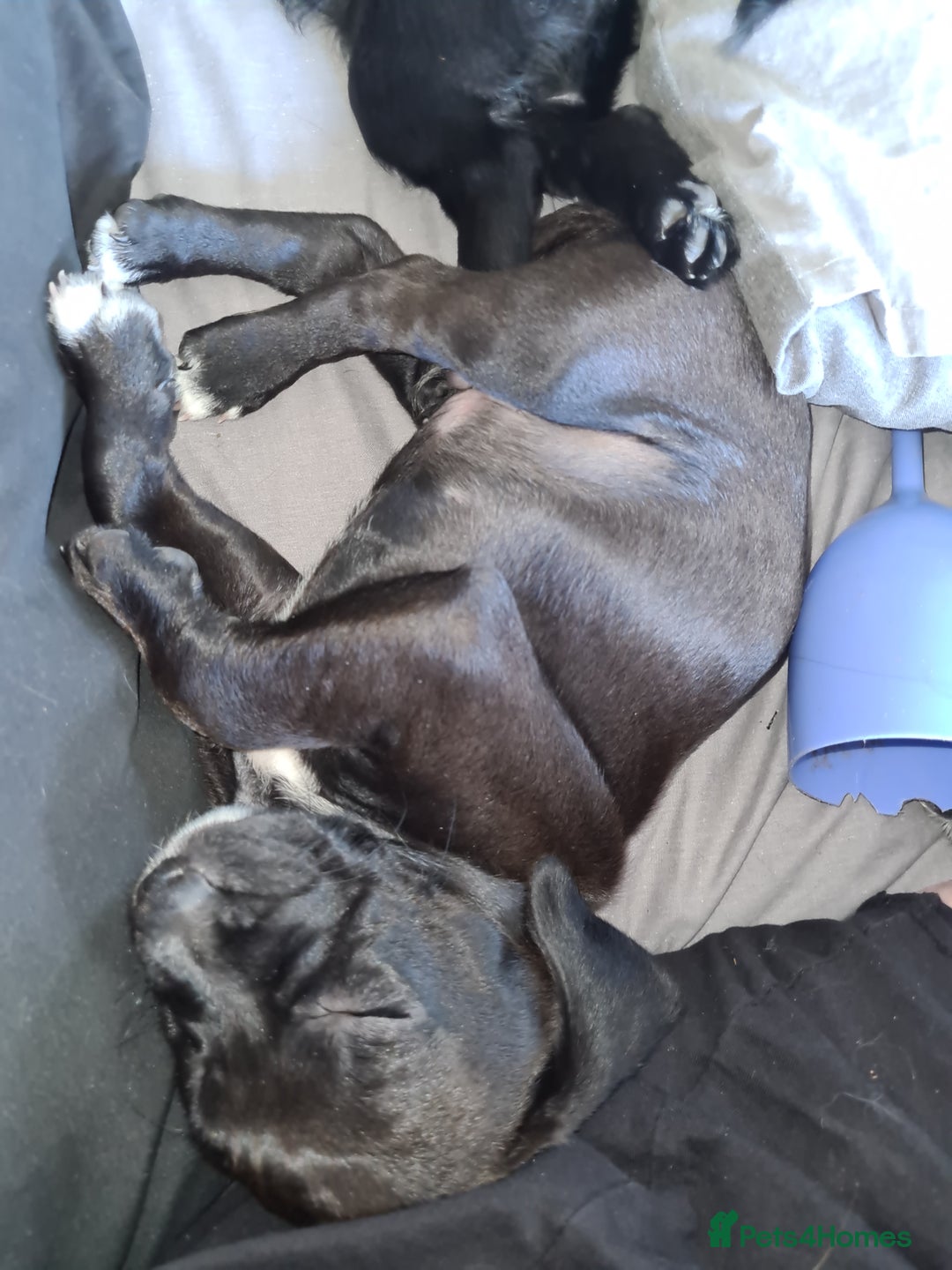 Mixed Breed dogs for sale: Beautiful litter of spaniel Cross  - Image 10