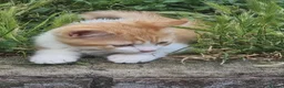Mixed Breed cats for sale: Persian kittens  - Advert 6