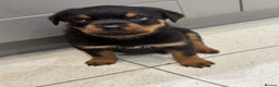 Rottweiler dogs for sale: Beautiful chunky Rottweiler puppies  - Advert 1
