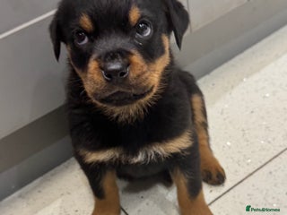 Rottweiler dogs Beautiful chunky Rottweiler puppies - Advert 6
