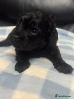 Cavapoo dogs - Advert 5