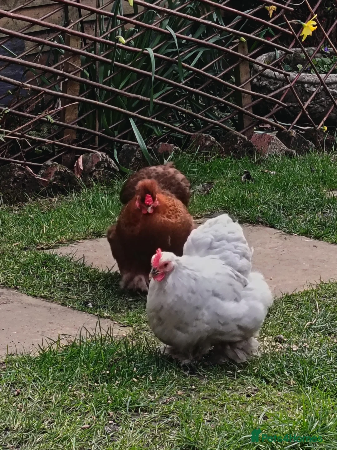 Chickens poultry for sale: Chickens for sale in Shrewsbury - Advert 2