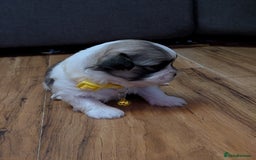 Lhasa Apso dogs for sale: Last gorgeous Lhasa apso boy yellow collar - Image 4